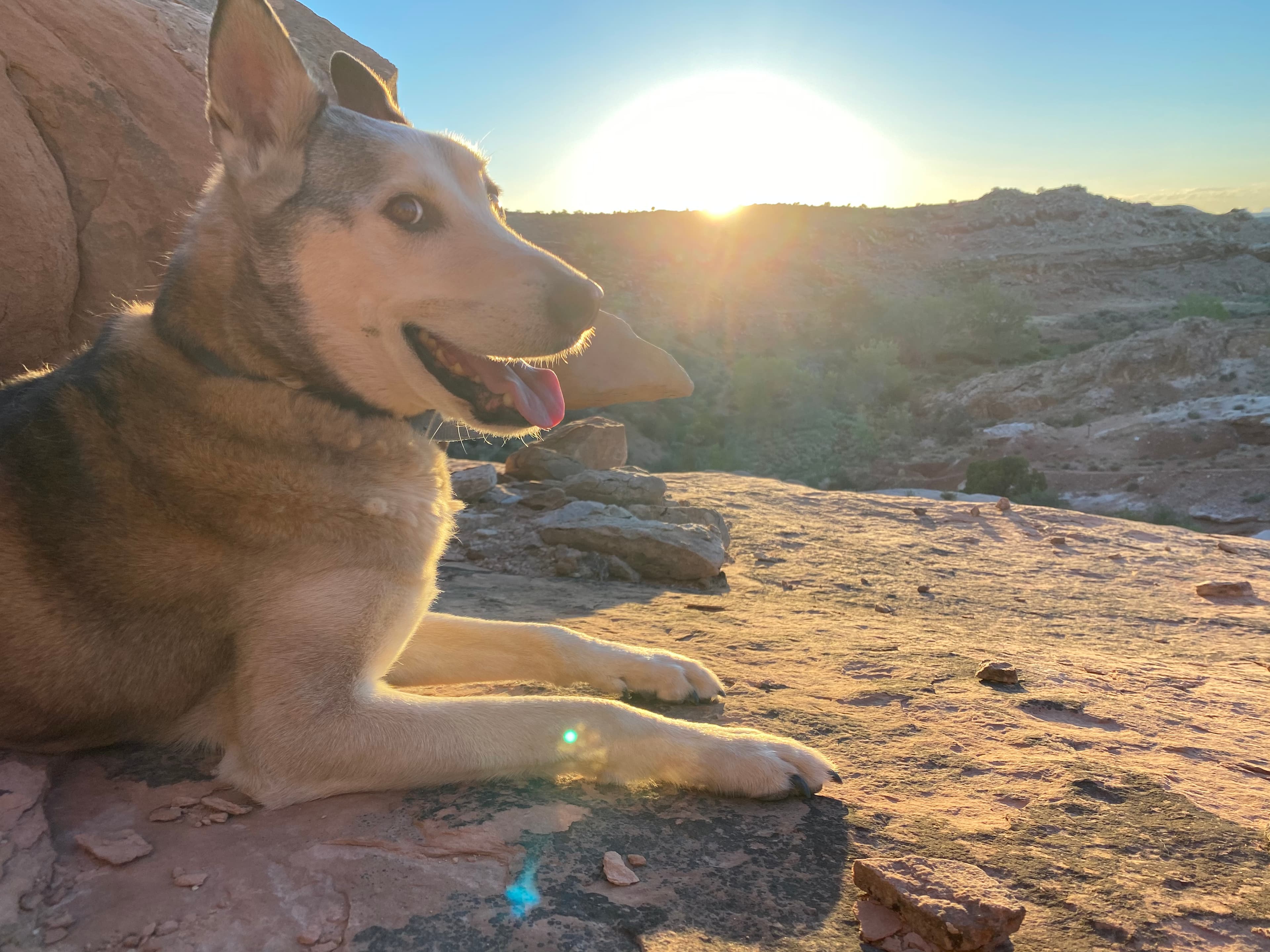 Guzzy — a husky mix, lit by the setting sun on red canyon rock